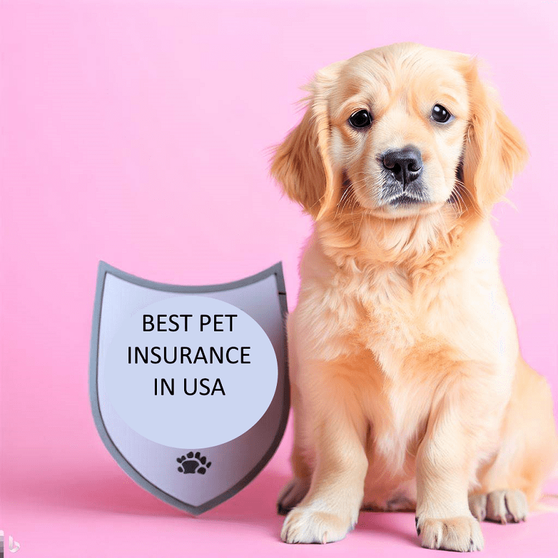 Cheap pet insurance in USA 2024 Best Cheap pet insurance companies in USA 2024