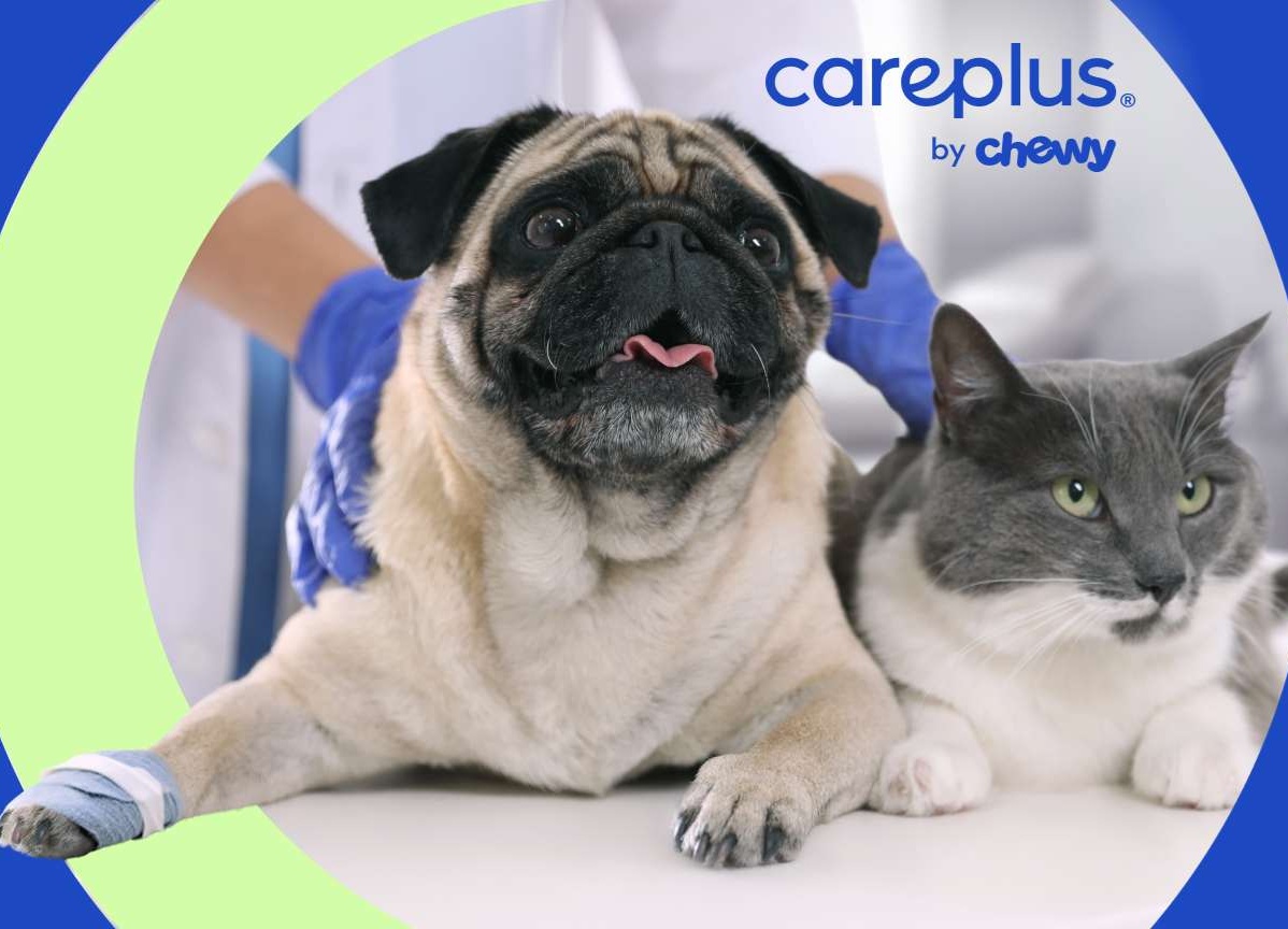 Chewy CarePlus pet insurance Reviews
